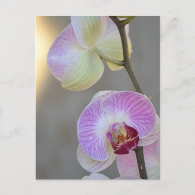 Carte Postale Pink Orchid Expression (Devant)
