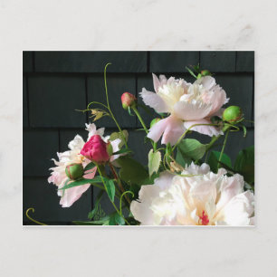 Carte postale Pink Peonies