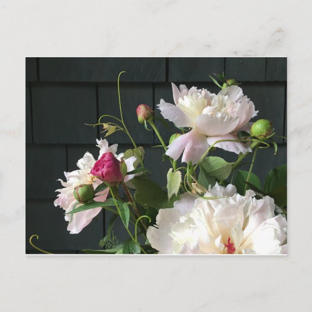 Carte postale Pink Peonies (Devant)