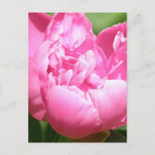 Carte postale Pink Peony
