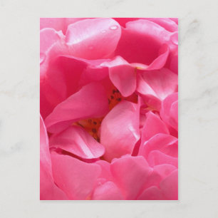 Carte postale Pink Peony
