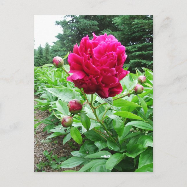 Carte postale Pink Peony (Devant)