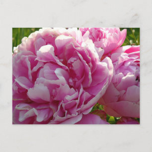 Carte Postale Pink Peony photo cottage ferme jardin fleuri