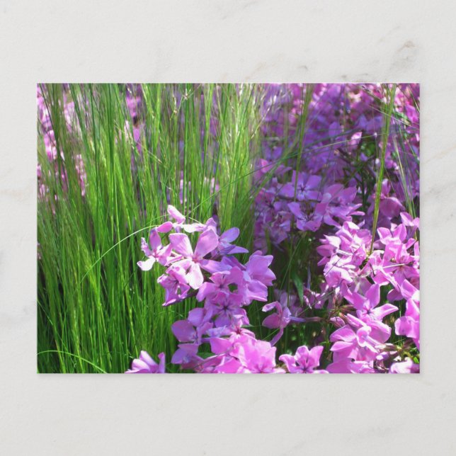 Carte Postale Pink Phlox et Grass été Floral (Devant)