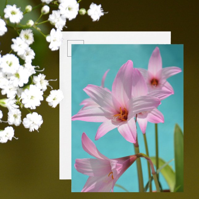 Carte Postale Pink Pluie Lys Photographie Floral Aqua Blue (Créateur téléchargé)