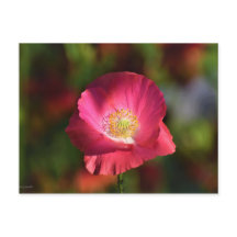 Pink poppy in the Sunshine Photographe