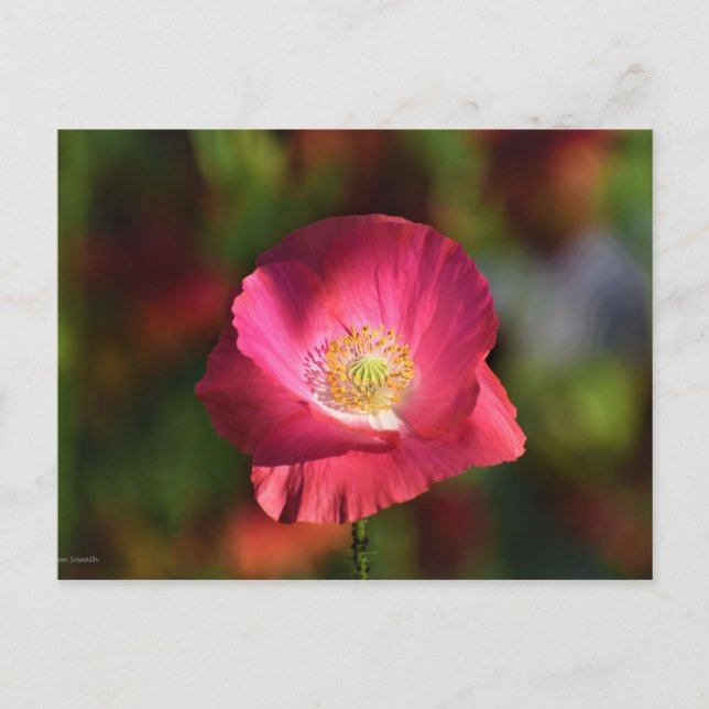 Carte Postale Pink poppy in the Sunshine Photographe (Devant)