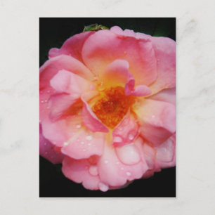 Carte Postale Pink Rose w/ Dew Drops Black Background