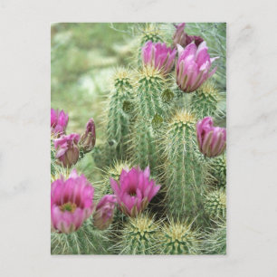 Carte Postale Pink Trill Bloom Cactus Arizona Photo Postcard