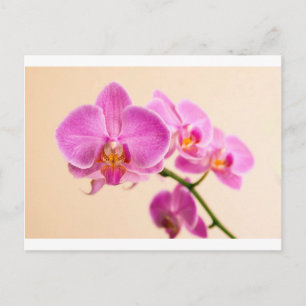 Carte Postale Pinke Orchidee