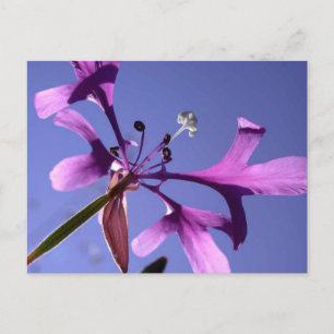 CARTE POSTALE PINKFAIRIES