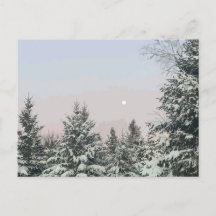 Pins couverts de neige Coucher de soleil sur la lu