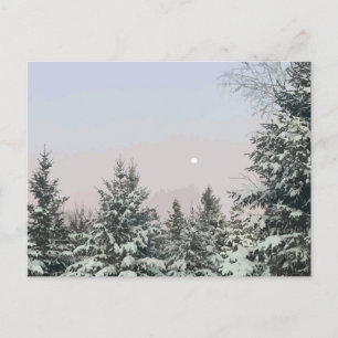 Carte Postale Pins couverts de neige Coucher de soleil sur la lu