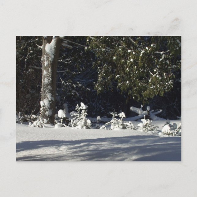 Carte Postale Pins minuscules en neige (Devant)