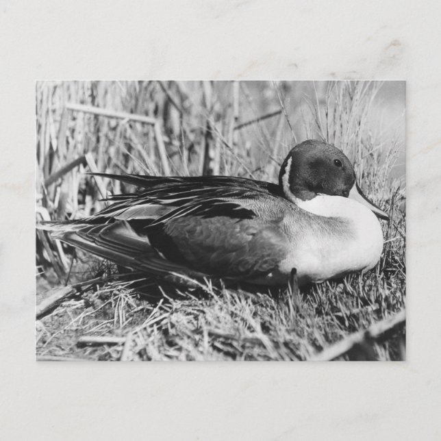 Carte Postale Pintail Drake noir et blanc (Devant)