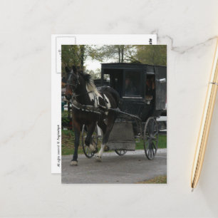 Carte Postale Pinto Amish Horse et Buggy
