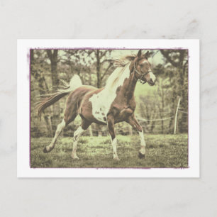 Carte Postale Pinto Arabian