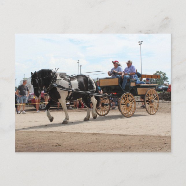 Carte Postale Pinto Draft Horse 2018 Mt. Agréable, Iowa (Devant)