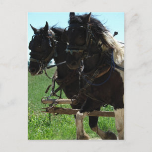 Carte Postale Pinto Drafts au travail