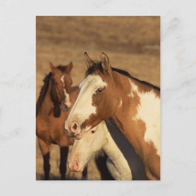 Carte Postale Pinto en troupeau (Devant)