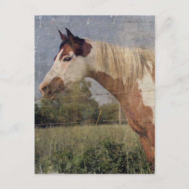 Carte Postale Pinto Horse Grunge (Devant)