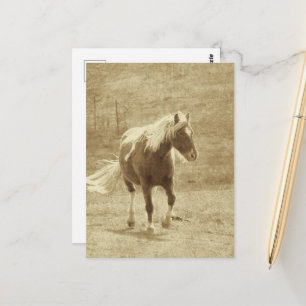 Carte Postale Pinto Pony en sépia