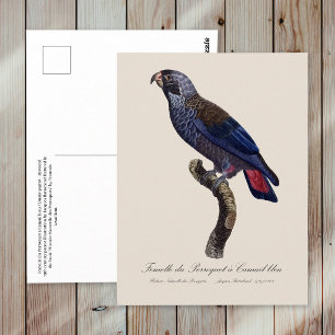 Carte Postale Pione fuscus ou Pionus sombre