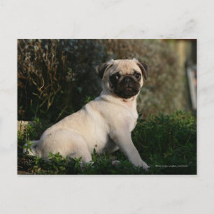 Carte Postale Pipette Carlin assis