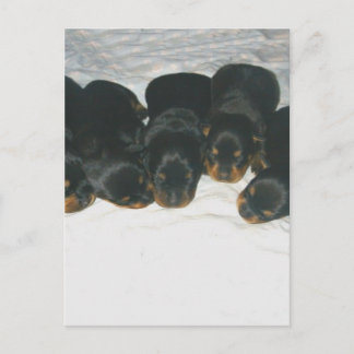 Carte Postale Pipettes Rottweiler