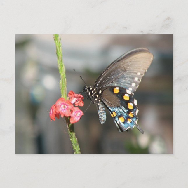 Carte postale Pipevine (Devant)