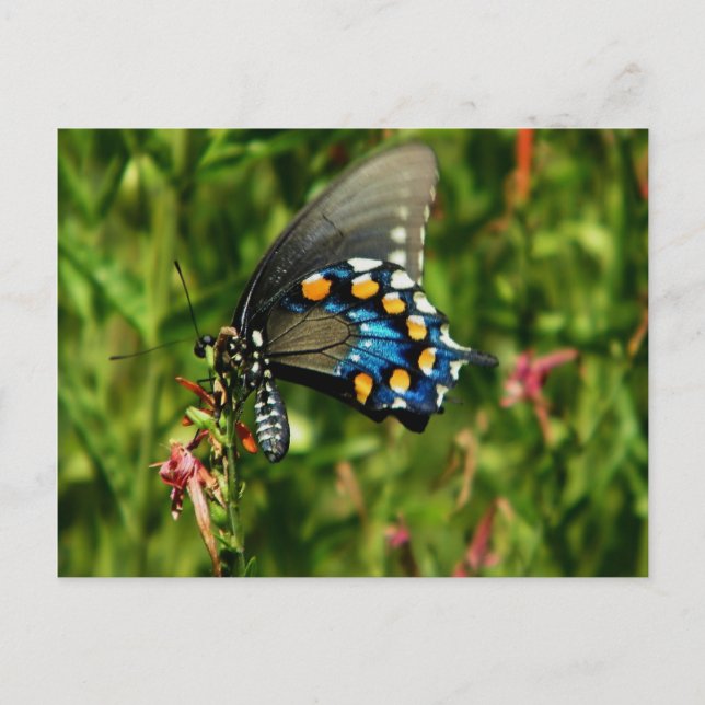 Carte postale Pipevine swallowtail papillon (Devant)