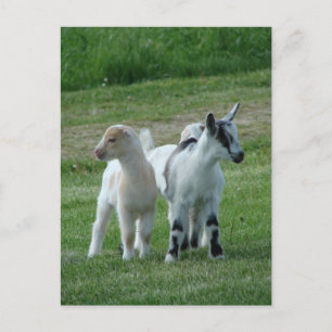 Carte Postale Pippi et Grey