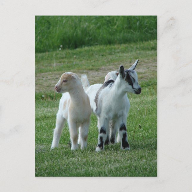 Carte Postale Pippi et Grey (Devant)