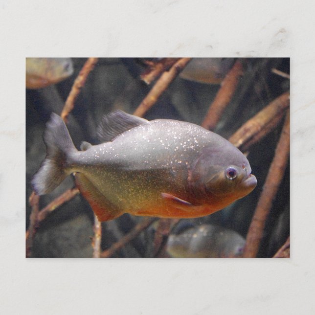 Carte Postale Piranha - Poisson Brown à l'air innocent (Devant)