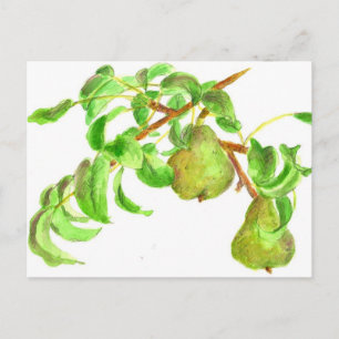 Carte Postale Pires Aquarelle Peinture de fruits d'été