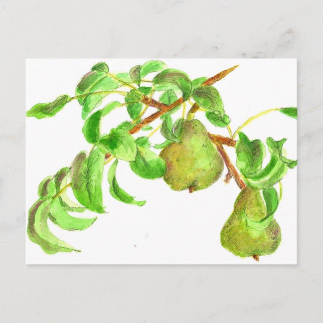 Carte Postale Pires Aquarelle Peinture de fruits d'été (Devant)