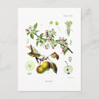 Carte Postale Pirus malus (Malus domestica)