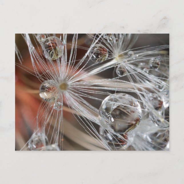 Carte Postale Pissenlit Abstrait (Devant)