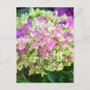 Carte Postale Pistachio couleur Hydrangea