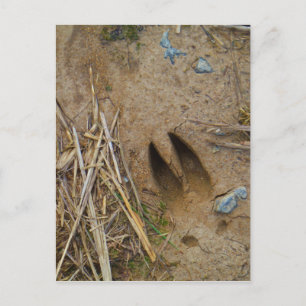 Carte Postale piste de cerfs