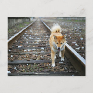 Carte Postale Piste de marche pour chien