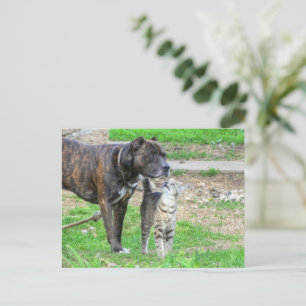 Carte Postale Pit Bull et Cat