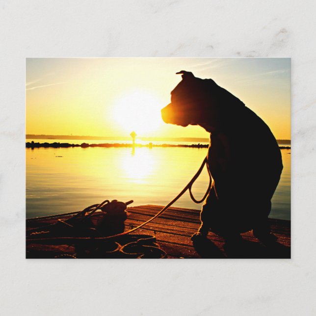 Carte Postale Pit Bull Sunrise (Devant)