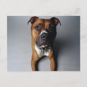Carte Postale Pit Bull Terrier En Bas