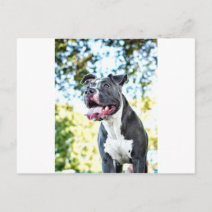 Carte Postale Pitbull