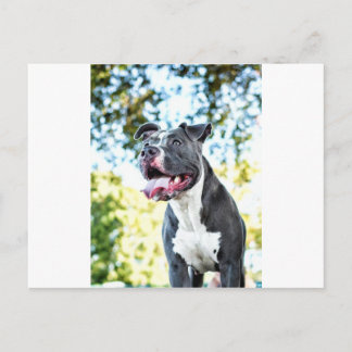 Carte Postale Pitbull