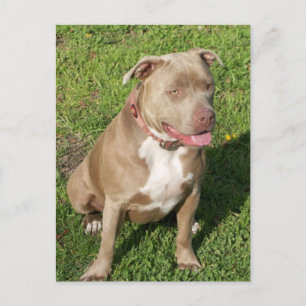 Carte Postale Pitbull pacifique