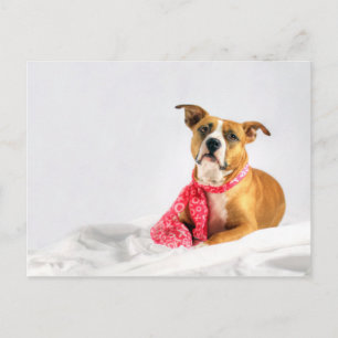 Carte Postale Pitbull Puppy Love en rose
