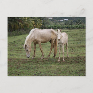 Carte Postale Pitons2