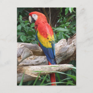 Carte Postale Pittoresque Scarlet Macaw